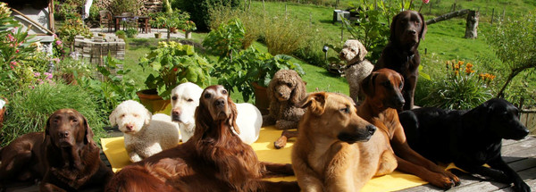 tiere-hundeschule